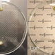 Image for article titled Future Windows Could Use a Biomimetic Vascular System to Save Energy